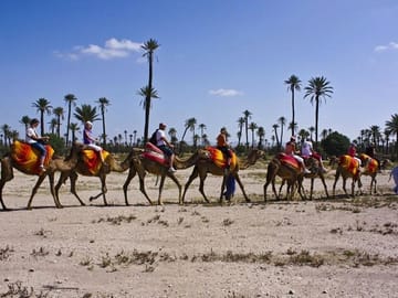 camel ride in the palm trees of Marrakech