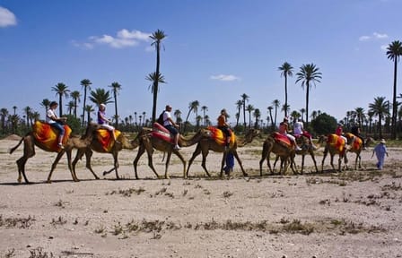 Camel Ride in Marrakech Palm Grove