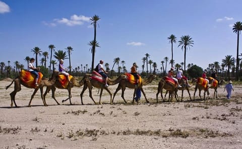 Camel Trekking in Marrakech's Palm Grove