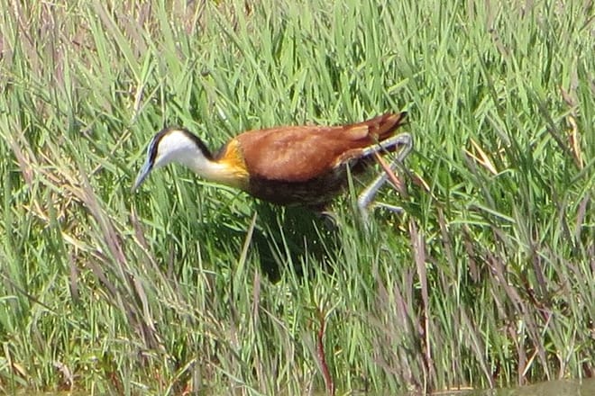 Wildlife