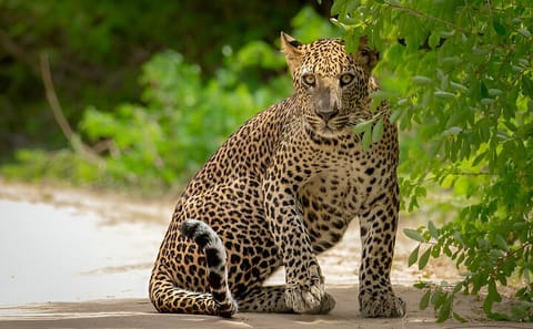 Yala National Park Safari Tour from Ella, Sri Lanka
