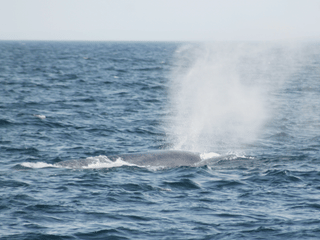 Húsavík: Small-Family Run, Responsible Whale Watching, photo 11