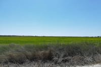Rice Fields