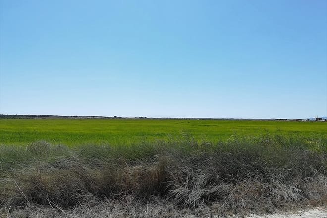 Rice Fields
