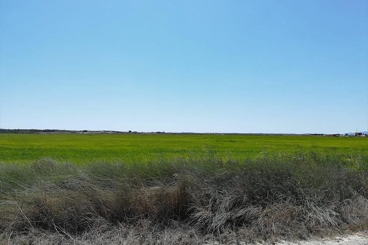 Rice Fields