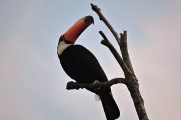 Amazon Wildlife Tour in Rurrenabaque, Bolivia - 3 Days