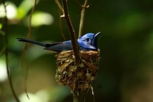 Private Overnight Rain forest adventure in Sinharaja