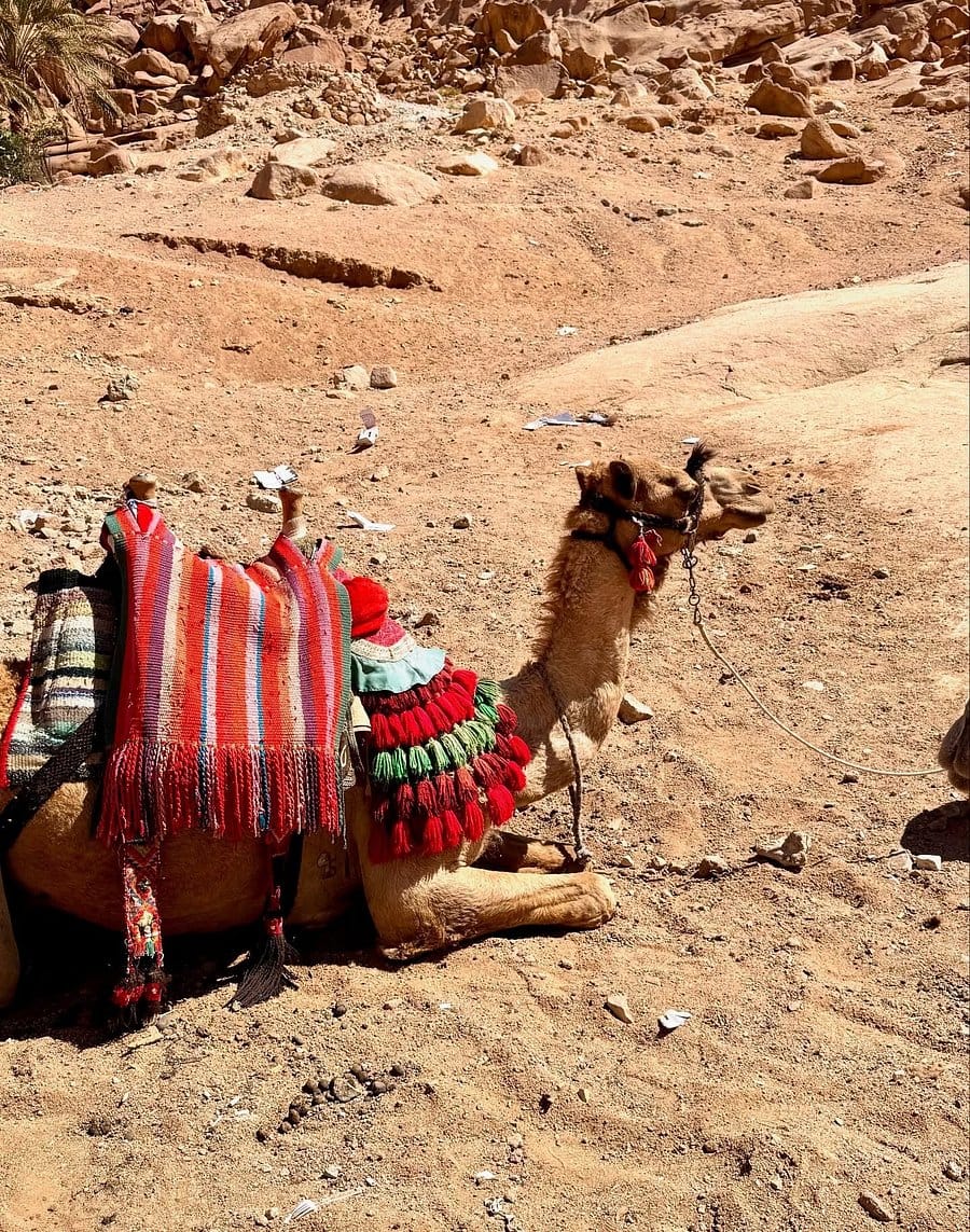 Luxor: Valley of Kings, Hatchepsut Temple ,Karnak & Luxor-DayTour