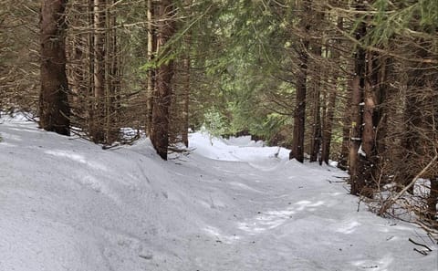 Hiking Tour to Boyana Waterfall and Mt. Vitosha from Sofia