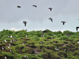 Reykjavík Classic Puffin Watching, photo 26