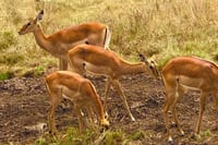 Don't miss your chance to see antelopes in their natural habitat at the park! Join us for an exciting safari tour and immerse yourself in the wonders of nature