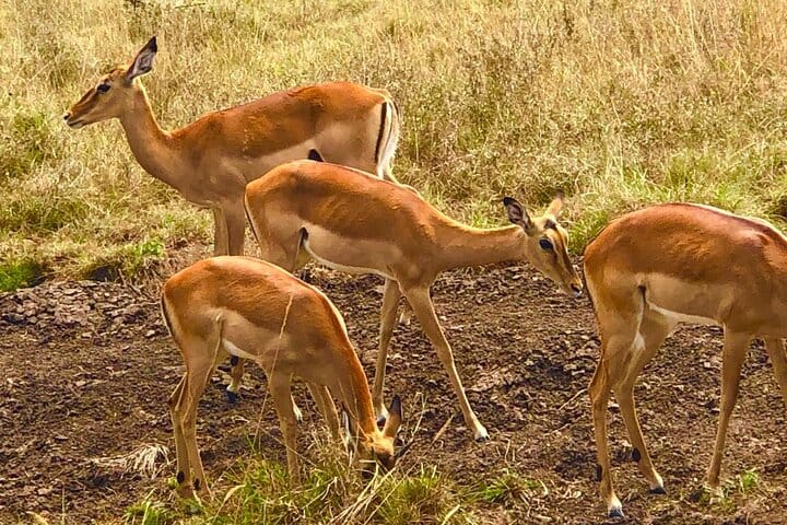 Don't miss your chance to see antelopes in their natural habitat at the park! Join us for an exciting safari tour and immerse yourself in the wonders of nature