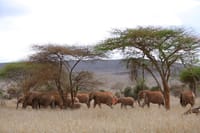 2-Day Taita Hills Wildlife Sanctuary & Tsavo East Safari -Mombasa 4