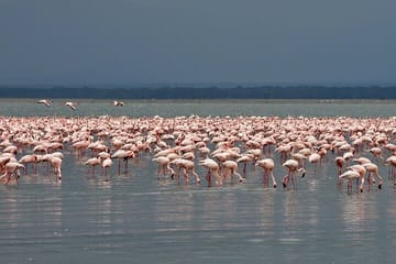 3 Days Lake Bogoria, Naivasha and Nakuru Park