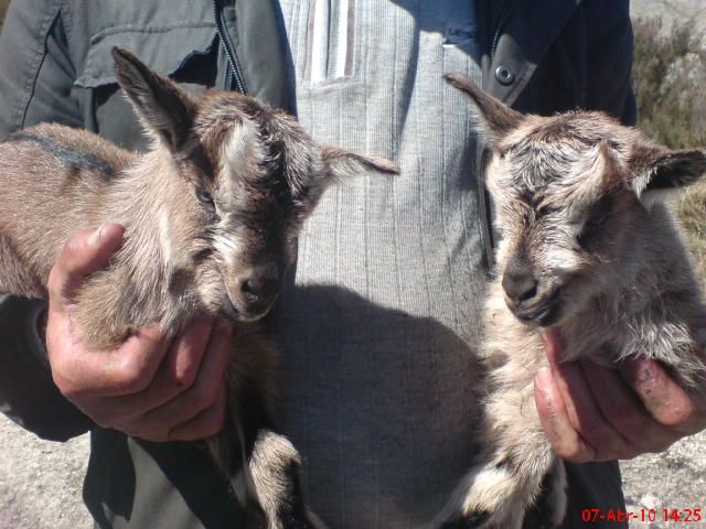 ¿Pueden dos cabras bebés para la foto en el regazo de su pastor en Serra do Alvão?