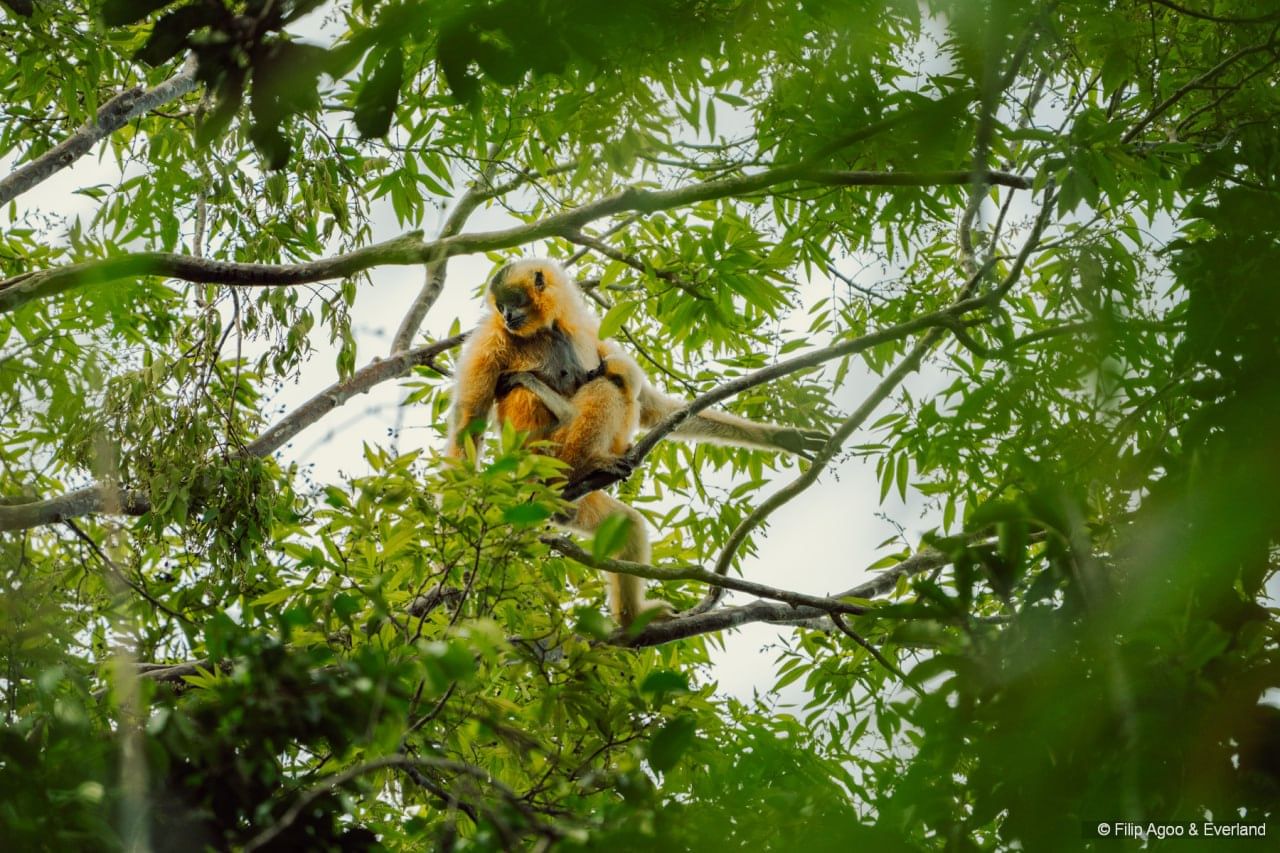 Female southern yellow-cheeked crested gibbon and infant