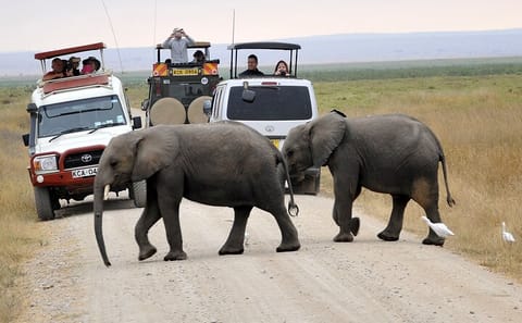 2-Day Amboseli National Park and Maasai Village Adventure