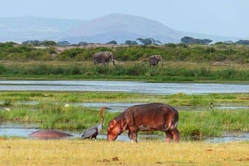 4-Day Safari Adventure in Nairobi and Amboseli National Park
