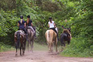 OT Horseback Ridings and Wine Tastings in a Winery of San Gimignano