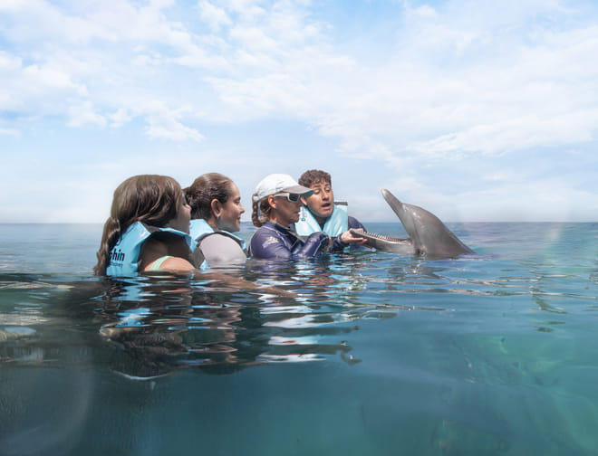 Akumal: Dolphin Connection Program photo 6
