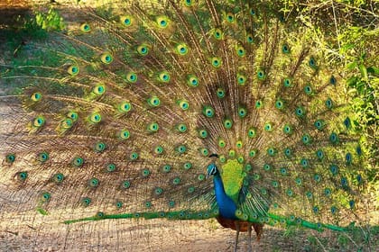 Hurulu Eco Park Private Safari