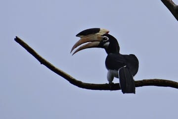 Hubli to Anshi National Park and Goa Beach Tour