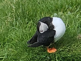 Eyjascooter Puffin Tour in Iceland, photo 8