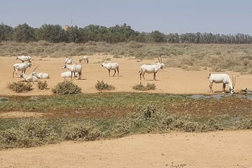 Private Tour of Desert Castles in Eastern Jordan