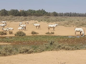 Private Tour of Desert Castles in Eastern Jordan
