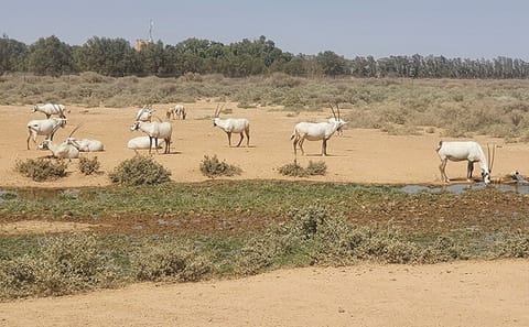 Private Tour of Desert Castles in Eastern Jordan