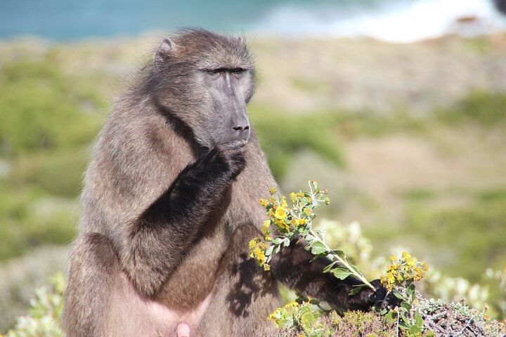 Table Mountain, Penguin,Cape Point Private Day Tour in Cape Town