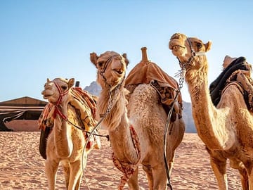 Private Wadi Rum Desert Tour from Petra with Film Sites