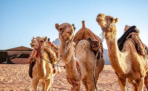Private Wadi Rum Desert Tour from Petra with Film Sites