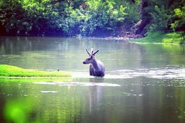 Wildlife Safari Tour from Delhi to Sariska National Park