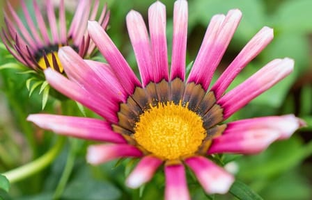 Private Tour of Godawari Botanical Garden Including Lunch