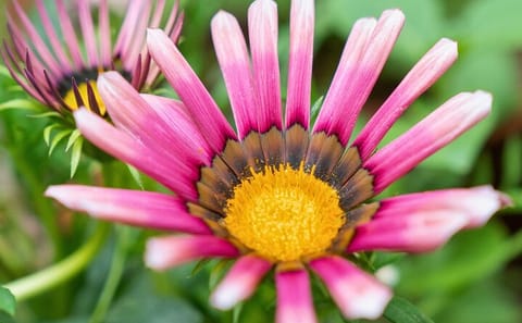 Private Day Tour of Godawari Botanical Garden in Kathmandu