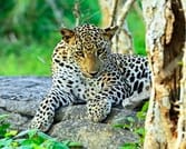 CEYLON CLASSIC TOUR - 6N/7D 6