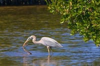 Muthurajawela Sanctuary Boat Safari with Bird Watching 2