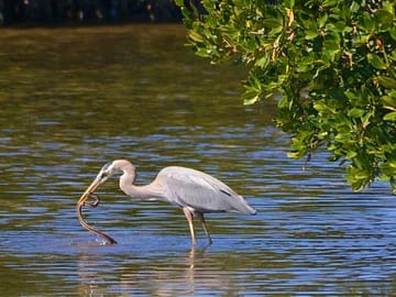 Birdwatching Boat Safari in Muthurajawela Sanctuary, Negombo