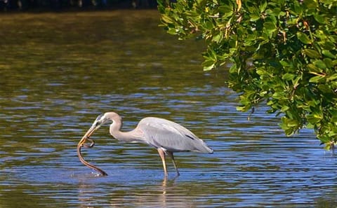 Birdwatching Boat Safari in Muthurajawela Sanctuary, Negombo