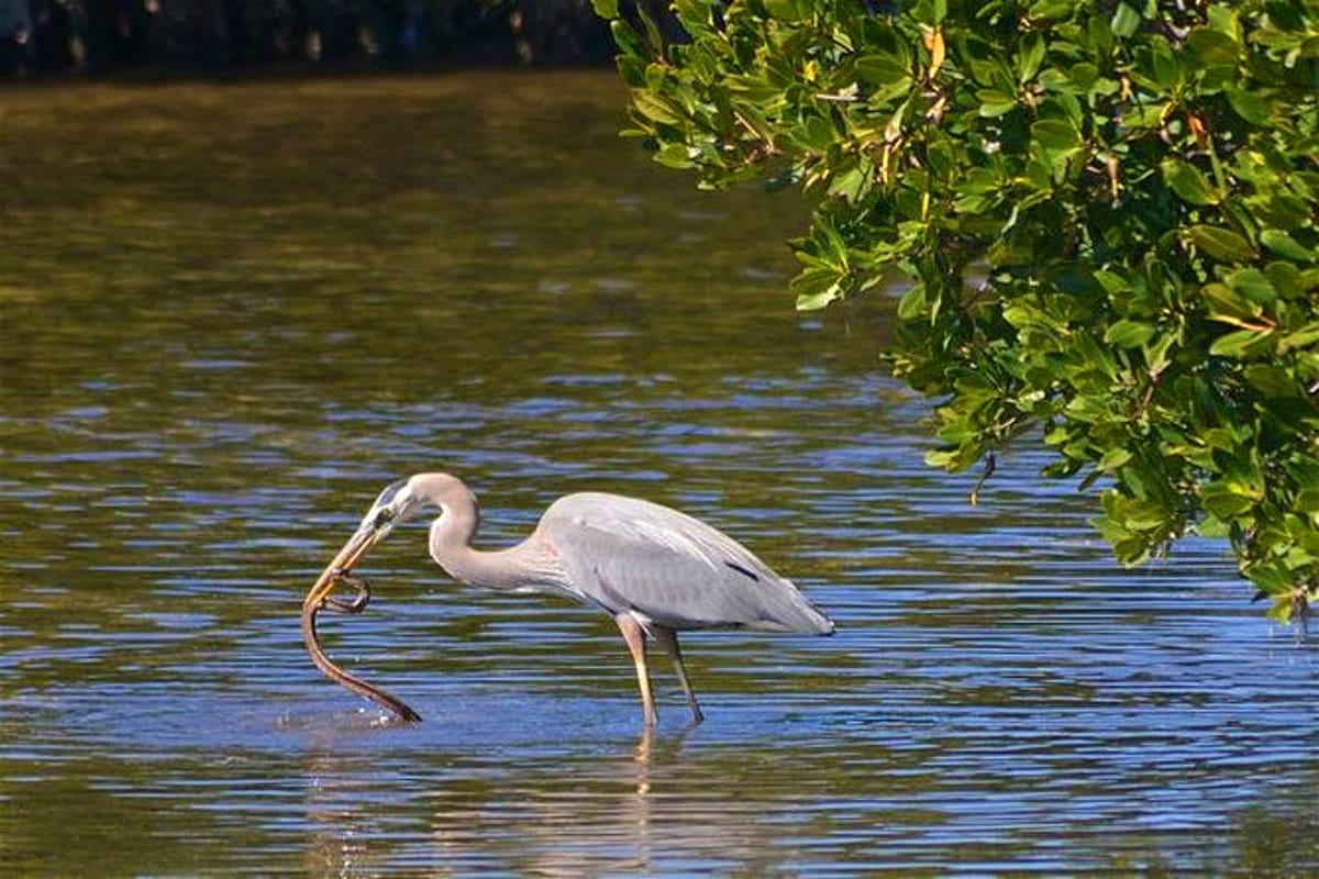 Muthurajawela Sanctuary Boat Safari with Bird Watching 2