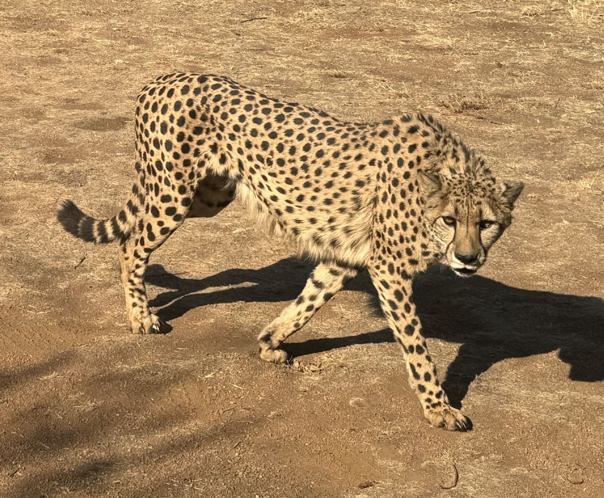 Cheetah Walking next to vehicle on Ann Van Dyk Cheetah Centre Tour