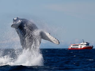 Reykjavík Classic Whale Watching , photo 7