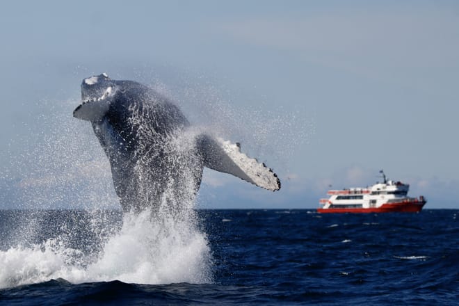 Reykjavík Classic Whale Watching 7