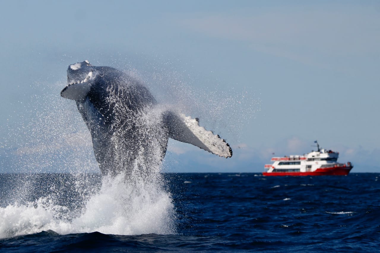 Reykjavík Classic Whale Watching 7