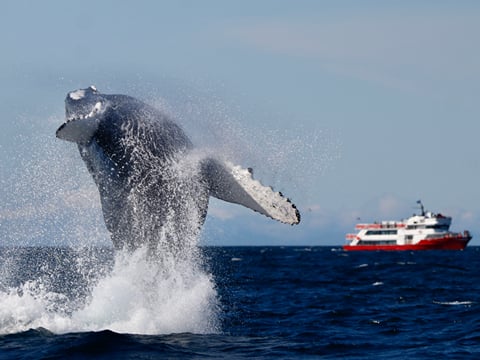 Reykjavík Classic Whale Watching , photo 7