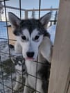 Husky Farm Visit & Sled Ride Experience 6