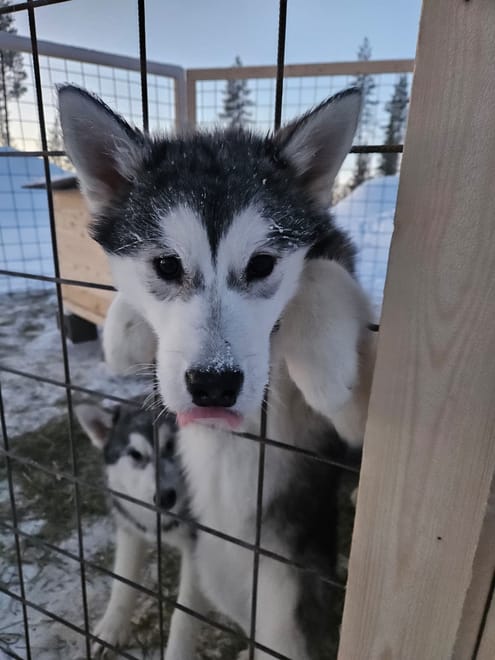 Husky Farm Visit & Sled Ride Experience photo 6