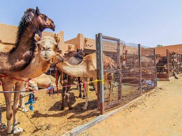 Camel market