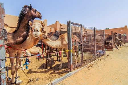 Al Ain City Sightseeing Tour with Lunch and Camel Market Visit from Dubai